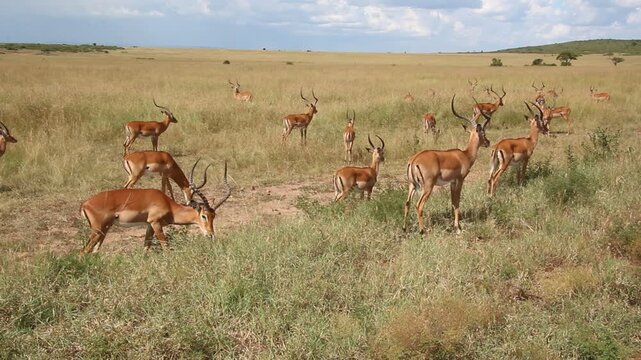 Impalas (Aepyceros melampus) in Masai Mara National Reserve, Kenya