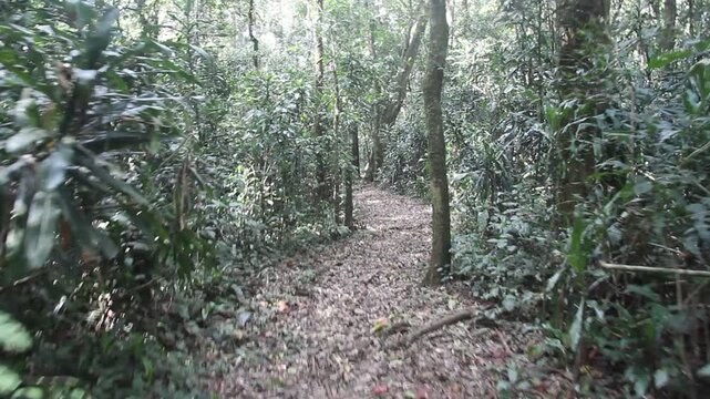 Hiking trail in Kakamega Forest Reserve, Kenya
