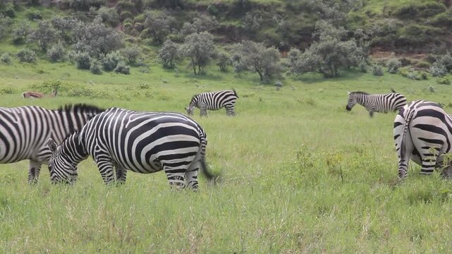 Zebras in the Hell's Gate National Park, Kenya