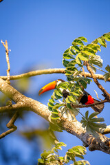 Obraz premium Toco Toucan perched on tropical tree branch against vibrant Blue sky