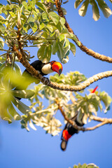Obraz premium Toco Toucan perched on tropical tree branch against vibrant Blue sky