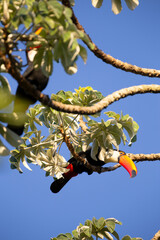 Obraz premium Toco Toucan perched on tropical tree branch against vibrant Blue sky