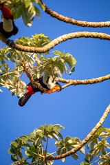 Obraz premium Toco Toucan perched on tropical tree branch against vibrant Blue sky