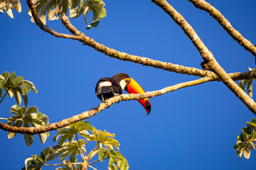 Obraz premium Toco Toucan perched on tropical tree branch against vibrant Blue sky