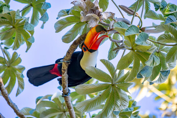Obraz premium Toco Toucan perched on tropical tree branch against vibrant Blue sky