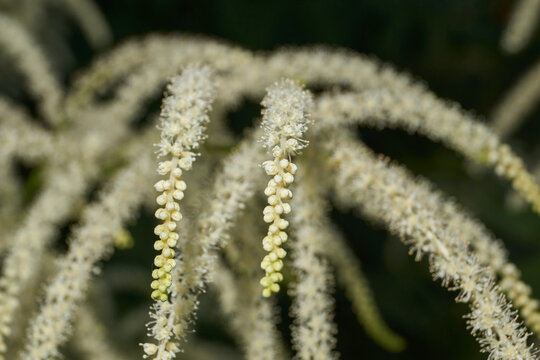 Aruncus (Latin Aruncus) blooms in the garden. Inflorescences of the Aruncus.