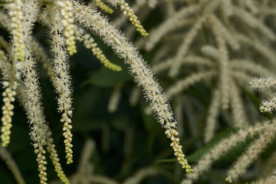 Aruncus (Latin Aruncus) blooms in the garden. Inflorescences of the Aruncus.