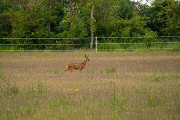 Roe deer trotting through golden meadow grass near forest © Piotr