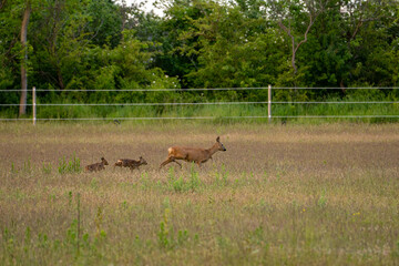 Deer family with fawns crossing meadow near woodland fence © Piotr