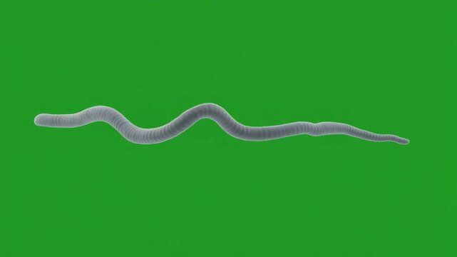 Microscopic view of a single spiral shaped bacterium isolated on green screen chroma key background.