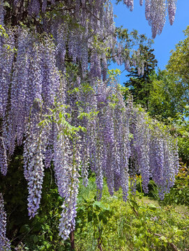 Wisteria vines growing up on a tree, with large flower cluster hanging down