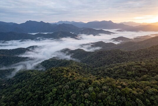 Aerial view of a dense tropical rainforest and mountain range shrouded in thick white fog during a golden sunrise