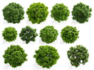 Obraz premium Collection of Isolated Top-Down View Green Foliage Trees for Landscape Design and Architectural Visualization