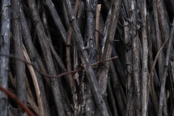 Fototapeta premium Natural Dry Branch Texture Background with Interwoven Twigs