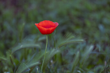 Fototapeta premium Single Red Poppy Flower Blooming in Natural Meadow