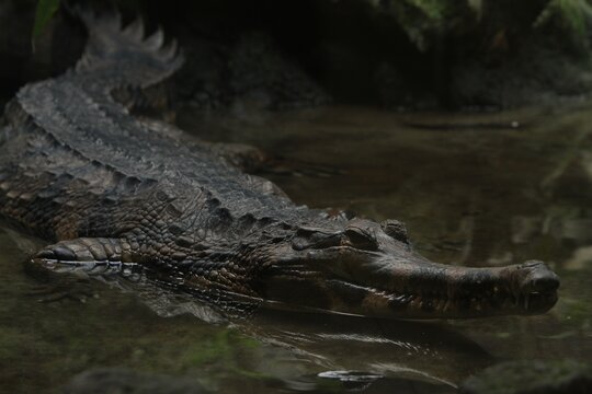 A false gharial is seen resting quietly in the swamp during the day.