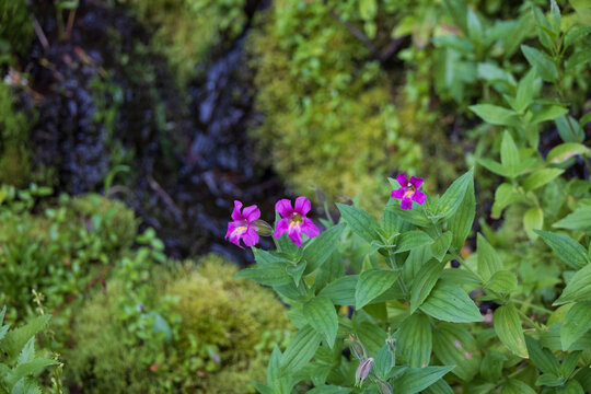 Monkeyflowers