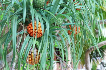 Fototapeta premium Fruits de pandanus tectorius sur l’arbre tropical