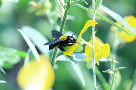 Abeille charpenti&egrave;re noire sur fleur jaune tropicale