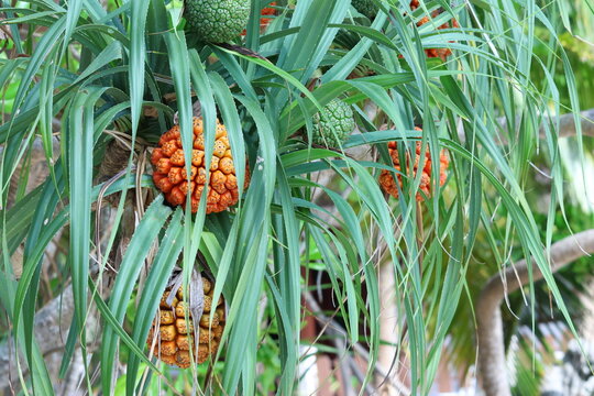 Fruits de pandanus tectorius sur l&rsquo;arbre tropical