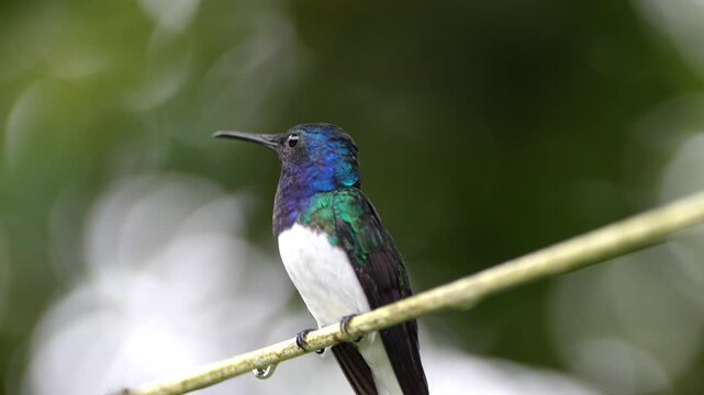 White-necked jacobin hummingbird perching on a branch