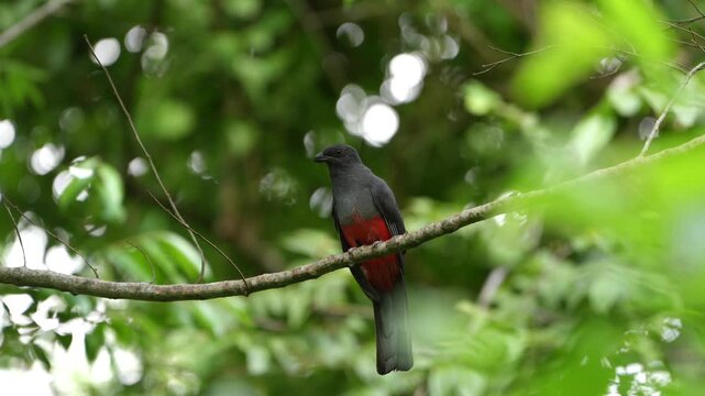 Elegant slaty-tailed trogon perching on a branch
