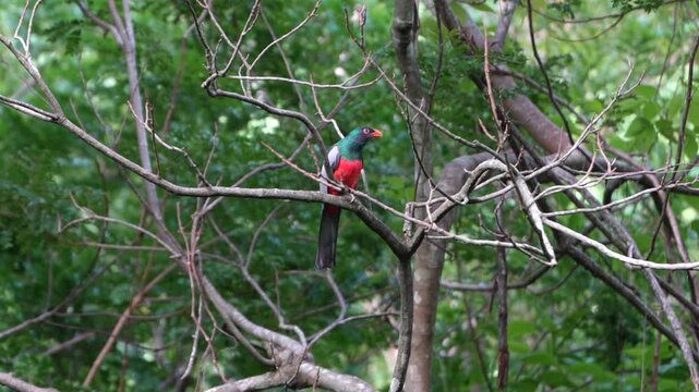 Colorful cuban trogon perching on a branch