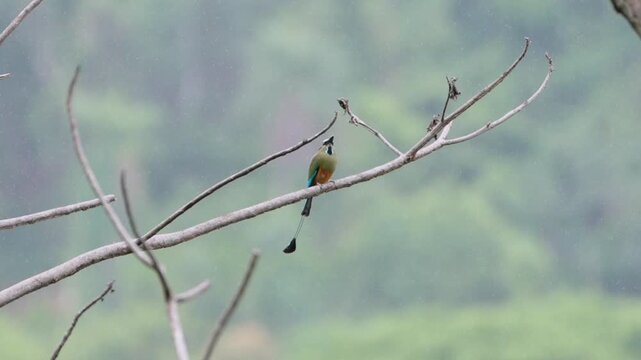 Turquoise-browed motmot bird perching on branch