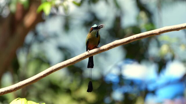 Turquoise-browed motmot perching and eating on a branch