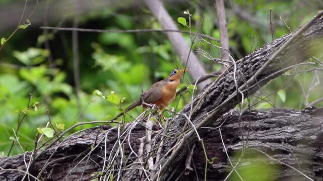 Curious greater ground cuckoo perching on a fallen log