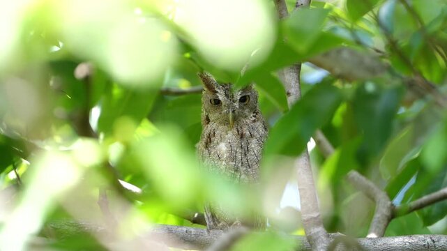 Camouflaged scops owl perching on a branch in the forest