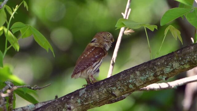 Ferruginous pygmy owl perching on a branch and looking around