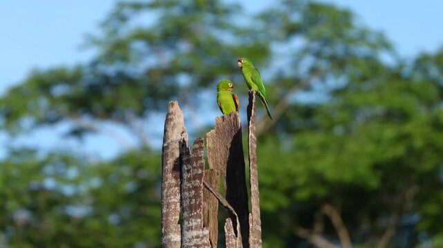 Pair of green parakeets perching on a tree stump