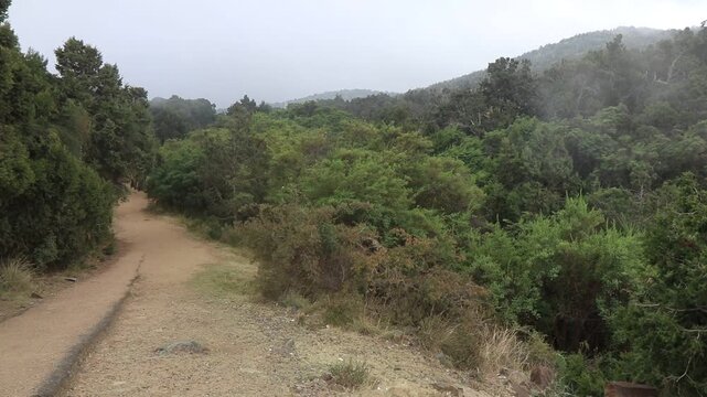 Mist above forest at Jabal Sawda mountain, Saudi Arabia