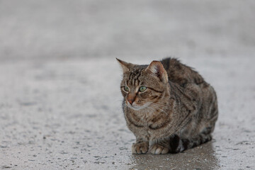  Hauskatze (Felis silvestris catus) bei Regen © AnnaReinert