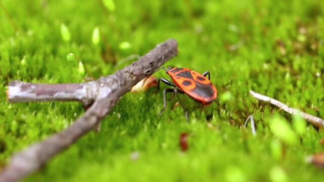 A firebug beetle crawls across a vibrant green mossy forest floor, showcasing its distinctive red and black markings in a close-up dynamic shot.