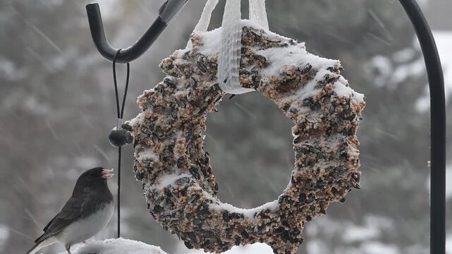 A Dark-eyed Junco, Junco hyemalis feeding on a suet ring in a winter storm.