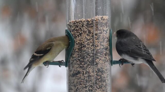 A Dark-eyed Junco and an American Goldfinch feeding on a bird feeder in a winter storm in Minnesota