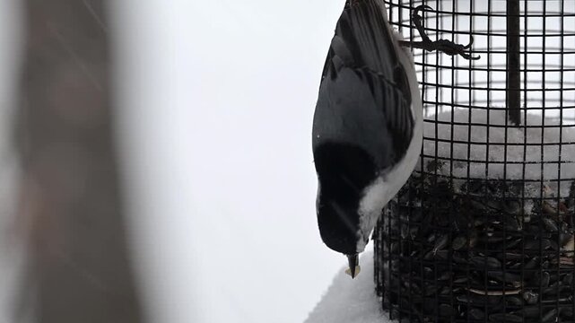 A White-breasted Nuthatch eating peanuts from a bird feeder in a winter storm in Minnesota