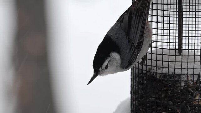 A White-breasted Nuthatch eating peanuts from a bird feeder in a winter storm in Minnesota