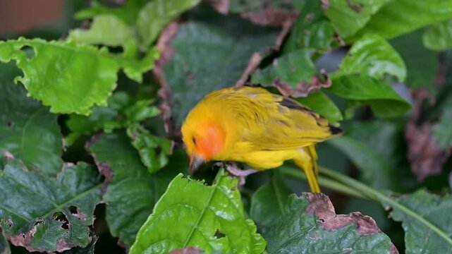 Closeup of a Saffron Finch feeding on an edible plant in the tropical garden.