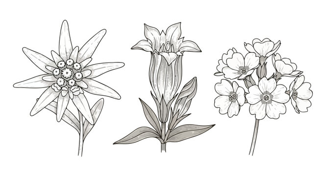 Alpine Flowers Botanical Illustration Set. Wildflower Line Art Collection. Hand-drawn Sketch.