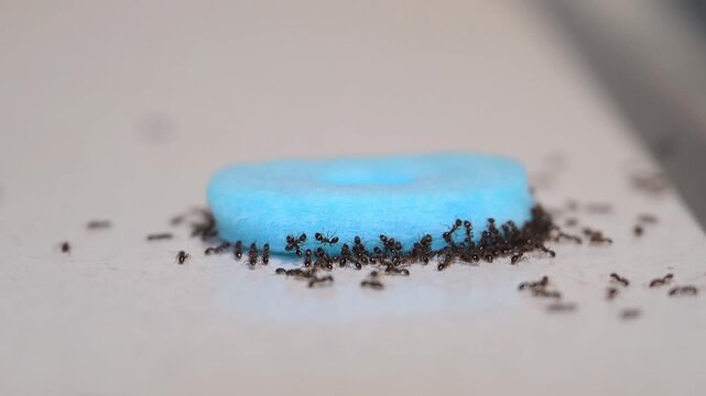 Pavement ants, also called sugar ants feeding on a liquid ant bait on the kitchen counter