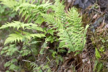 Naklejka premium ferns in the forest