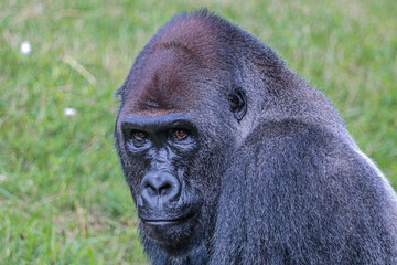 Naklejka premium gorilla looking