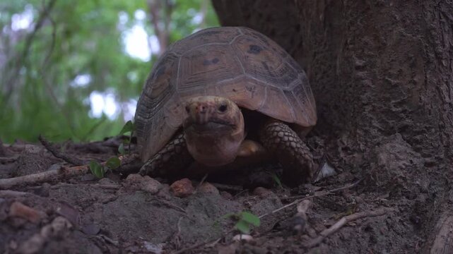 Video footage of tortoise resting at tree base in forest habitat. Perfect for nature, wildlife, and educational footage themes.