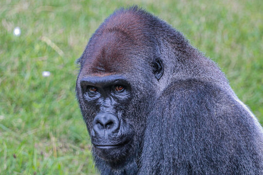 gorilla looking