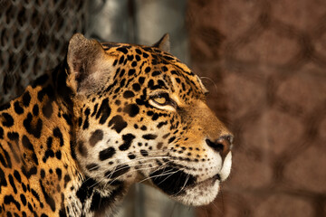 leopard in zoo © Gabe schoff