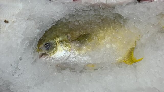 Frozen pompano on ice counter in fish shop, silver yellow fish lying on shallow crushed ice, retail display arranged