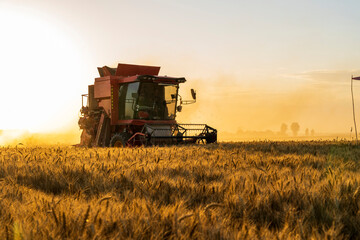Fototapeta premium The combine is harvesting the wheat in the evening
